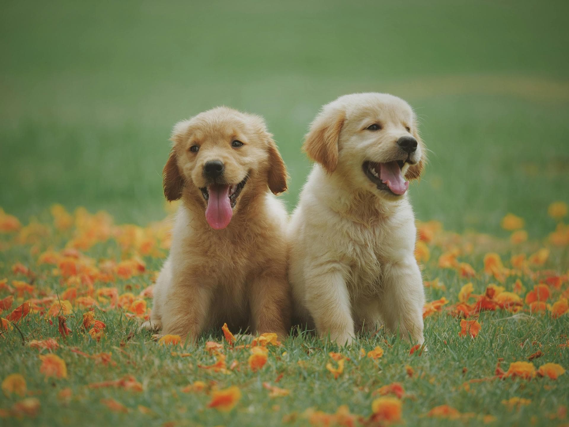 Dog & Cat Vets in Nashua