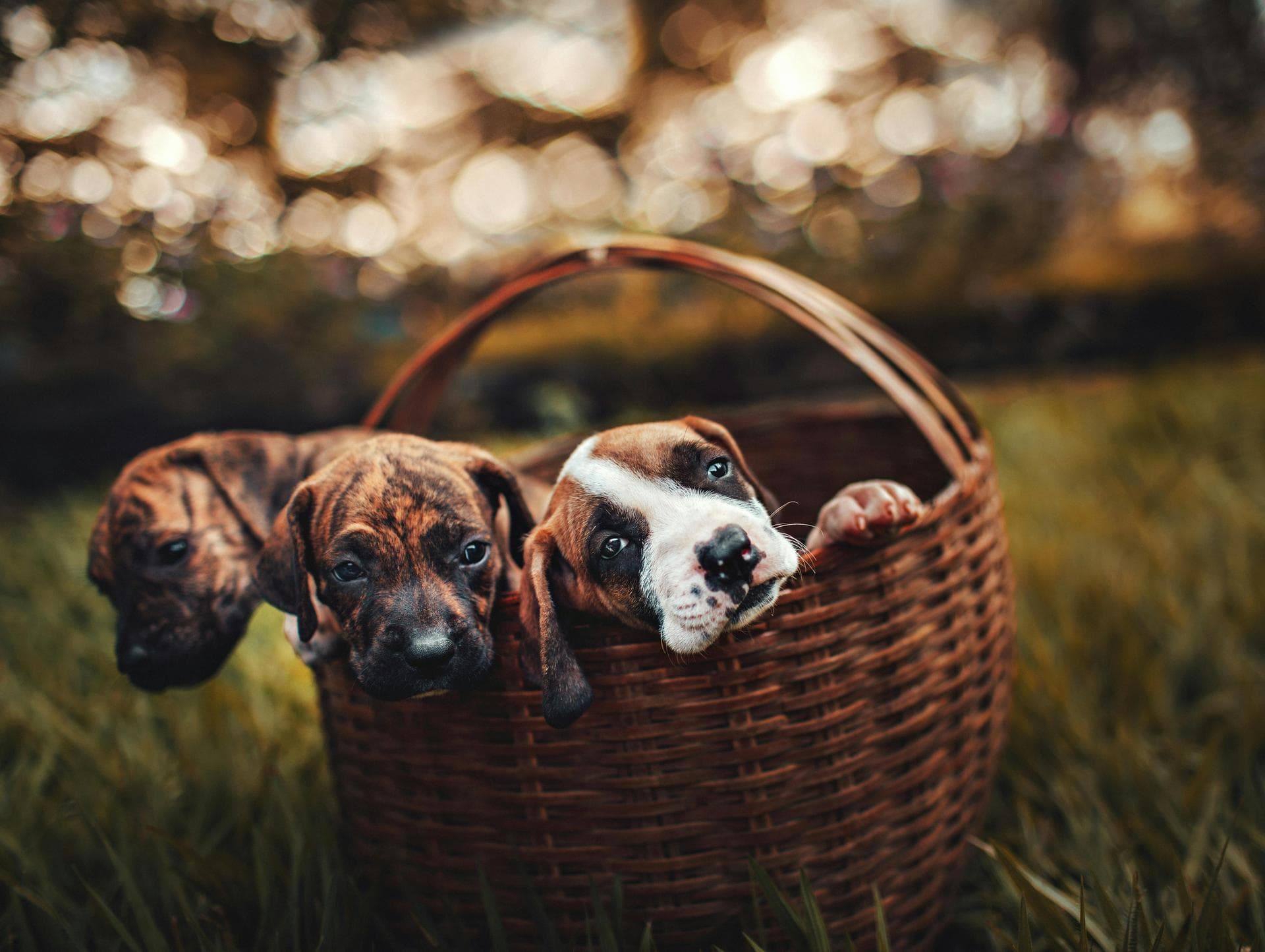 Dog & Cat Vets in Nashua