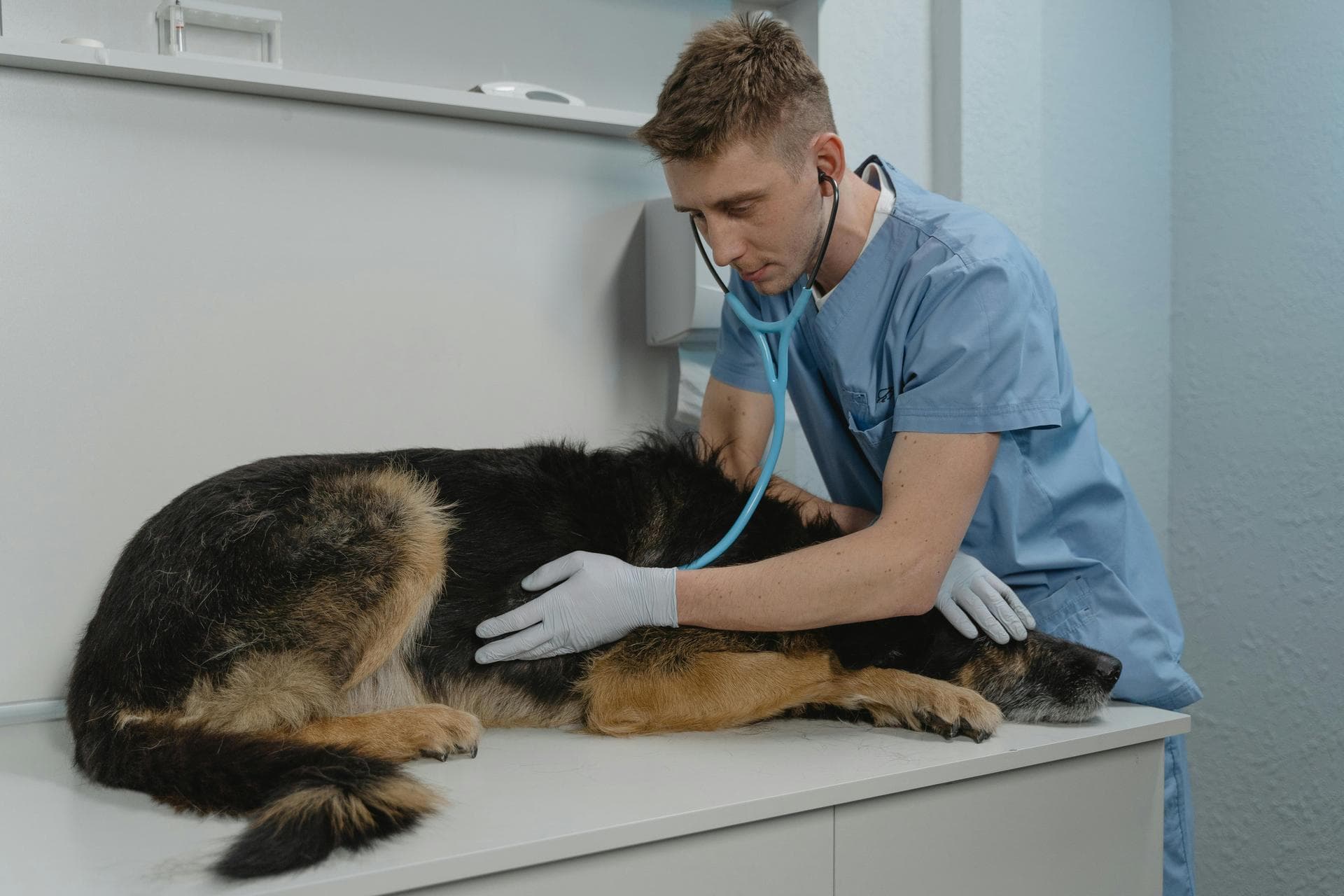 Emergency Vets in Nashua